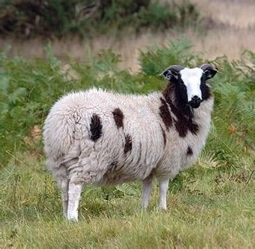 donegal livestock raffle